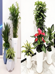 租宁波江北盆景，享优质服务，别错过啦！